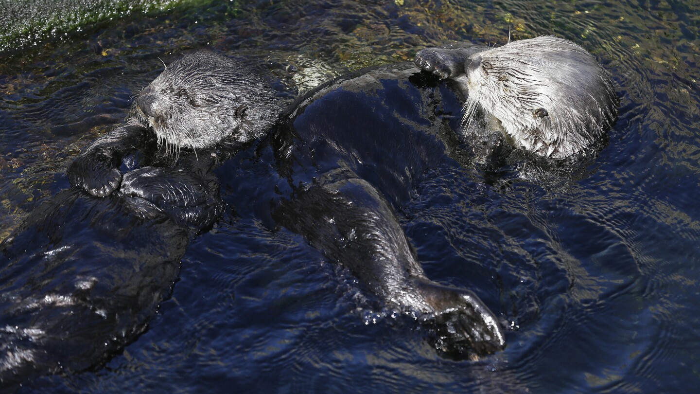 Featured image for "Rising Sea Otter Populations Aid in Coastal Erosion Prevention"