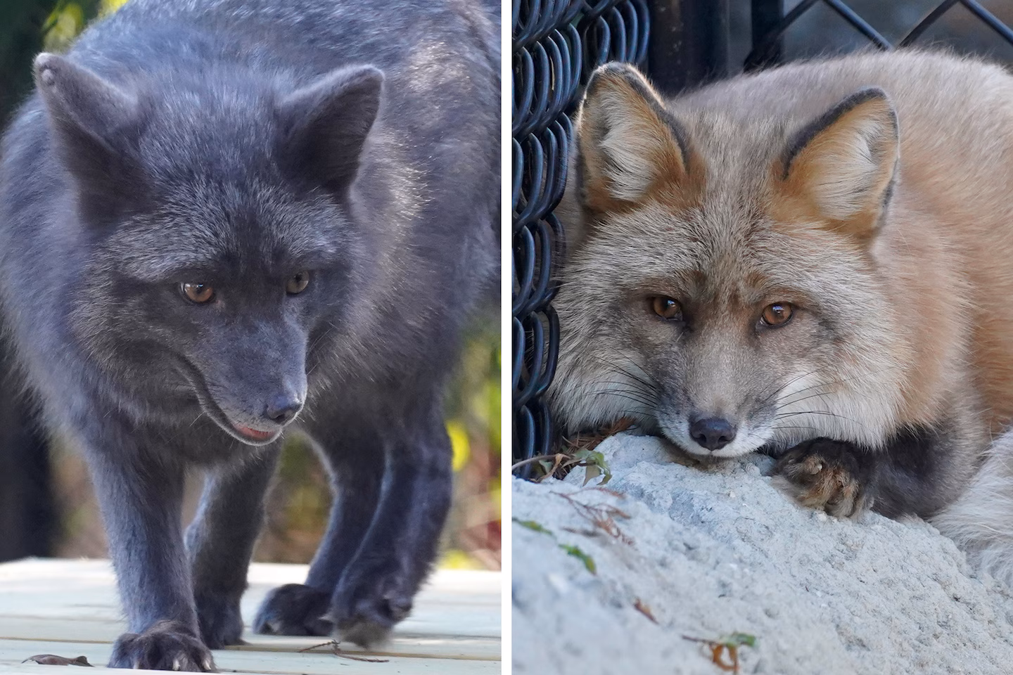 Featured image for Rescue of Animals from Fur Farm: Meet Sadie and Seth