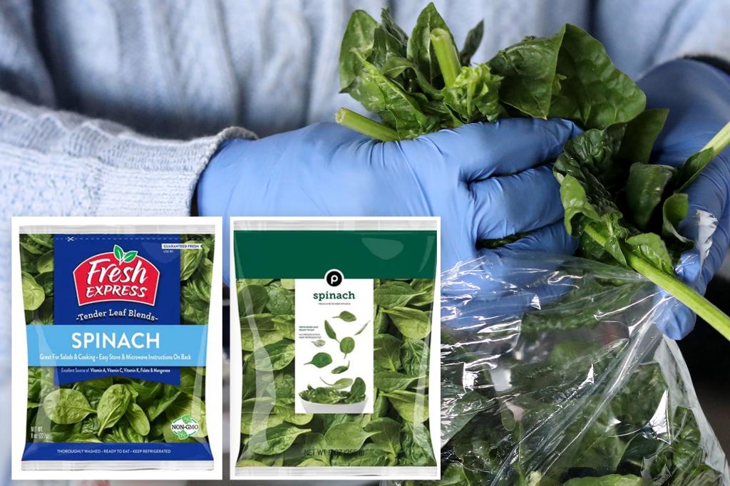 Featured image for "Multiple States Recall Spinach Over Listeria Contamination Concerns"