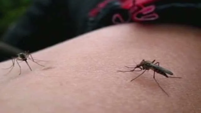 Malaria Outbreak Hits Saline County, Arkansas