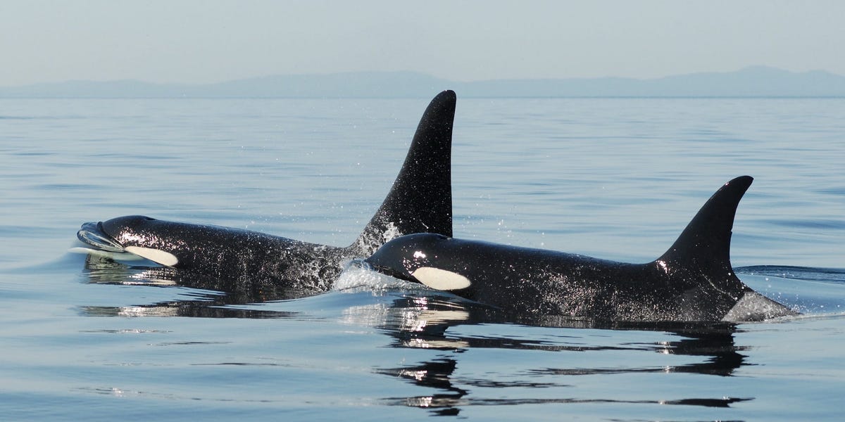 The Troubling Trend of Killer Whales Attacking and Sinking Boats