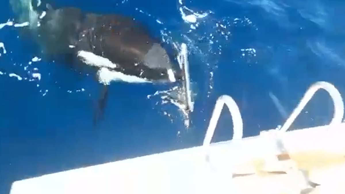 Featured image for "Can Heavy Metal Music Really Stop Killer Whales from Ramming Boats?"