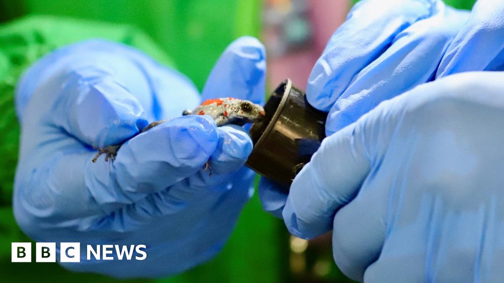 "Colombian Woman Arrested with 130 Endangered Poisonous Frogs in Airport Smuggling Bust"