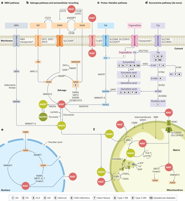 Featured image for Advances and Challenges in NAD+ Therapy for Longevity and Well-being
