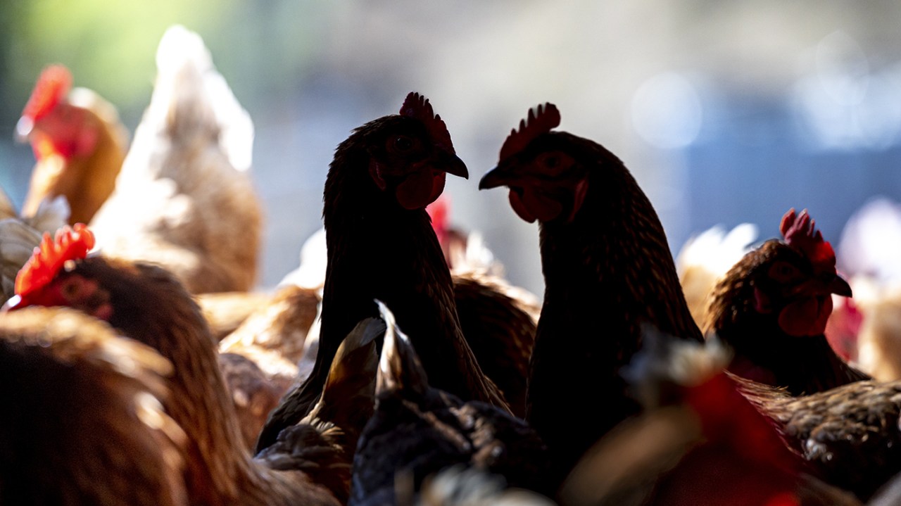 Featured image for "Avian Flu Outbreak Threatens Poultry and Egg Supplies in Northern California"
