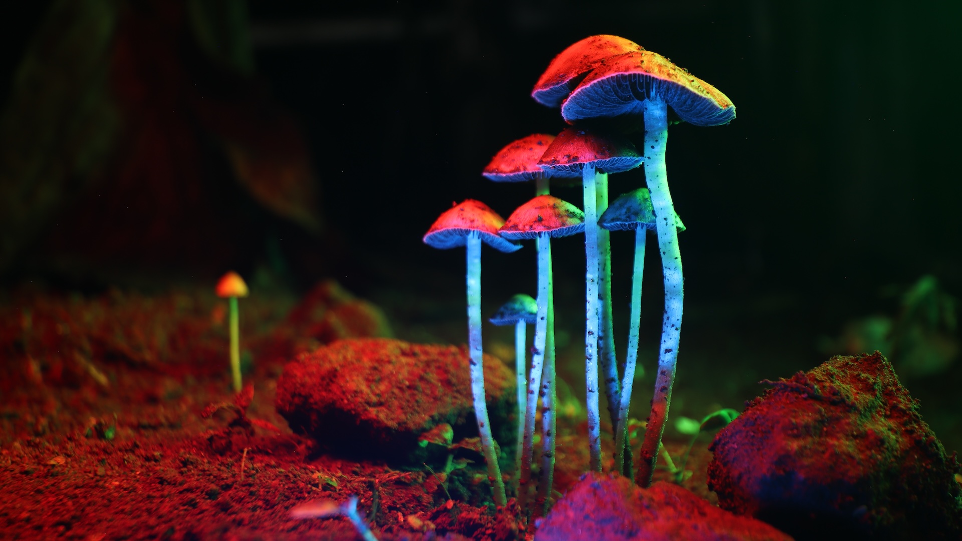 Featured image for Psilocybin Shows Promise in Extending Lifespan and Combating Aging
