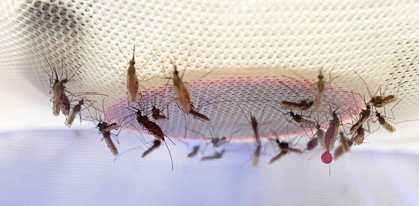 Featured image for The Best Mosquito Repellents for a Bite-Free Summer