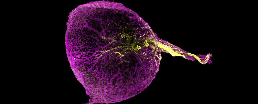 Featured image for Unraveling the Mystery of the Human Embryo's Yolk Sac