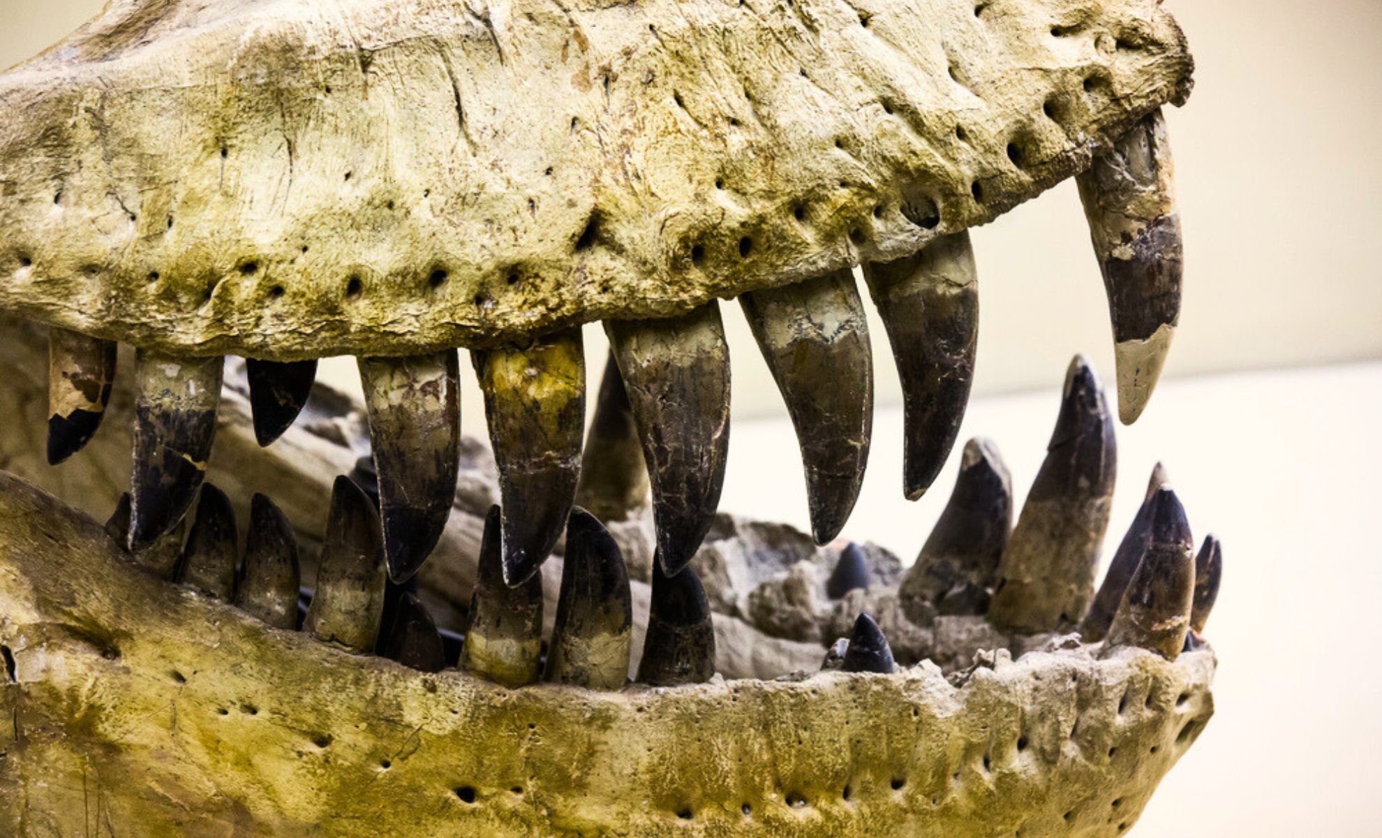 Featured image for Would Dinosaur Meat Be Edible and What Would T. Rex Steak Taste Like?