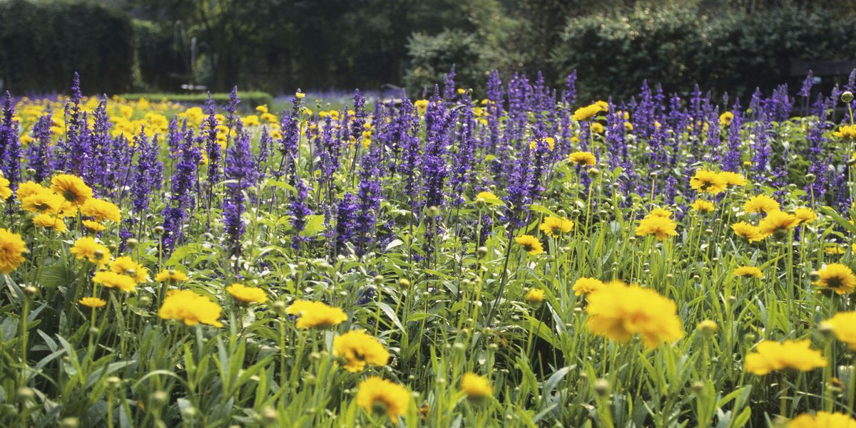 23 Natural Mosquito Repellent Plants Found in Idaho