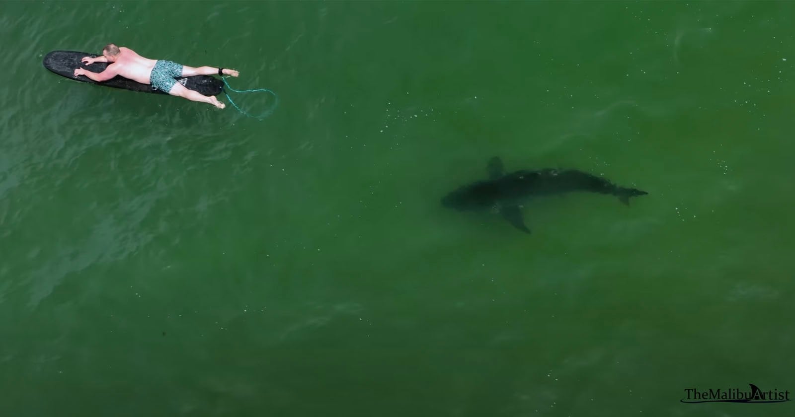Featured image for "2023's Ultimate Compilation of Great White Shark Drone Footage"