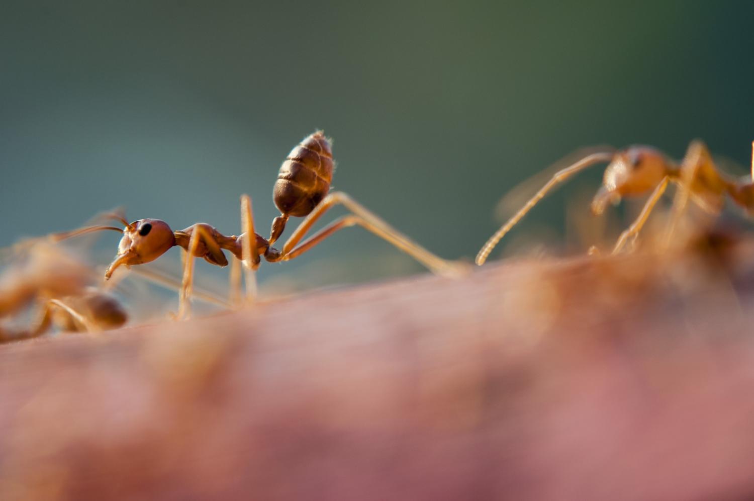 Featured image for Uncovering the Secret Foraging Habits of Desert Ants with Tracking Tech