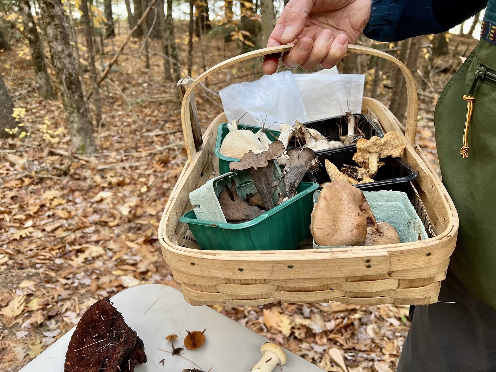 "Foraging Fiasco: Surge in Mushroom Poisonings as Trend Turns Toxic"