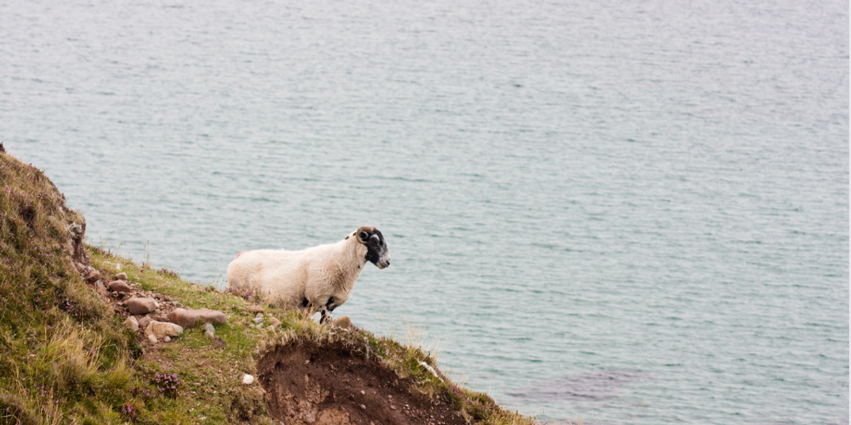 Featured image for "Rescue Mission: Farmers Unite to Save Stranded 'Loneliest Sheep' after 2 Years"