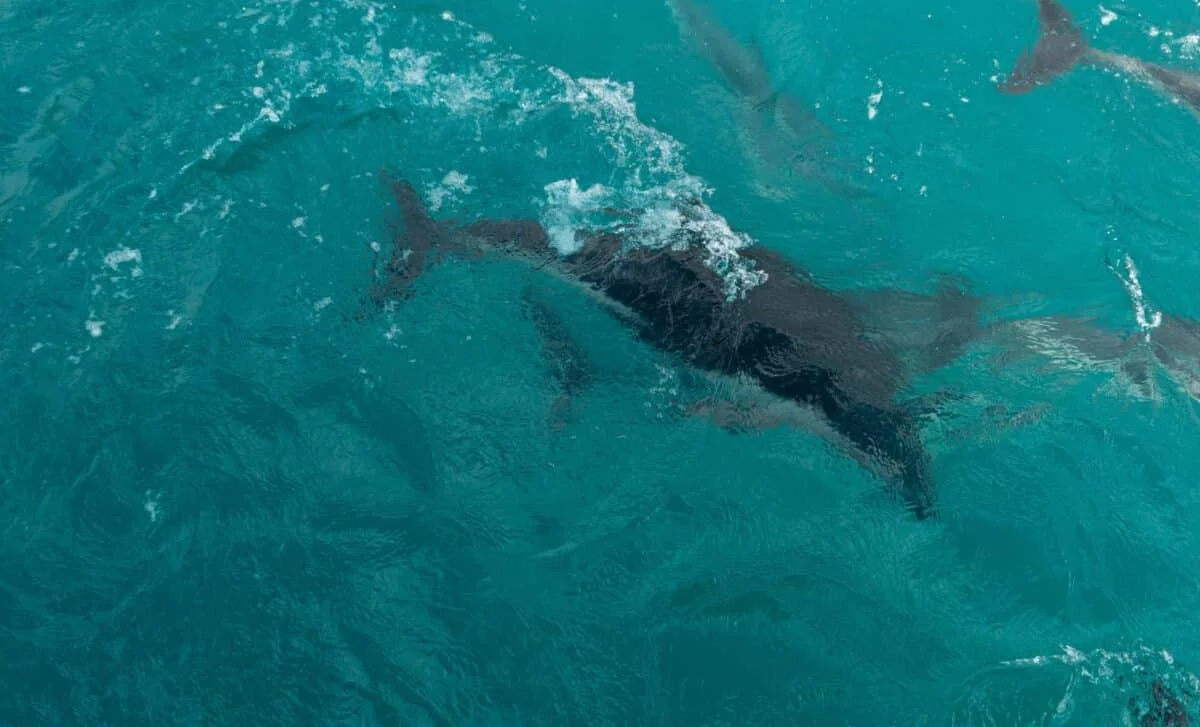 Ancient Plesiosaur Skin Reveals Smooth Tail and Scaly Flippers