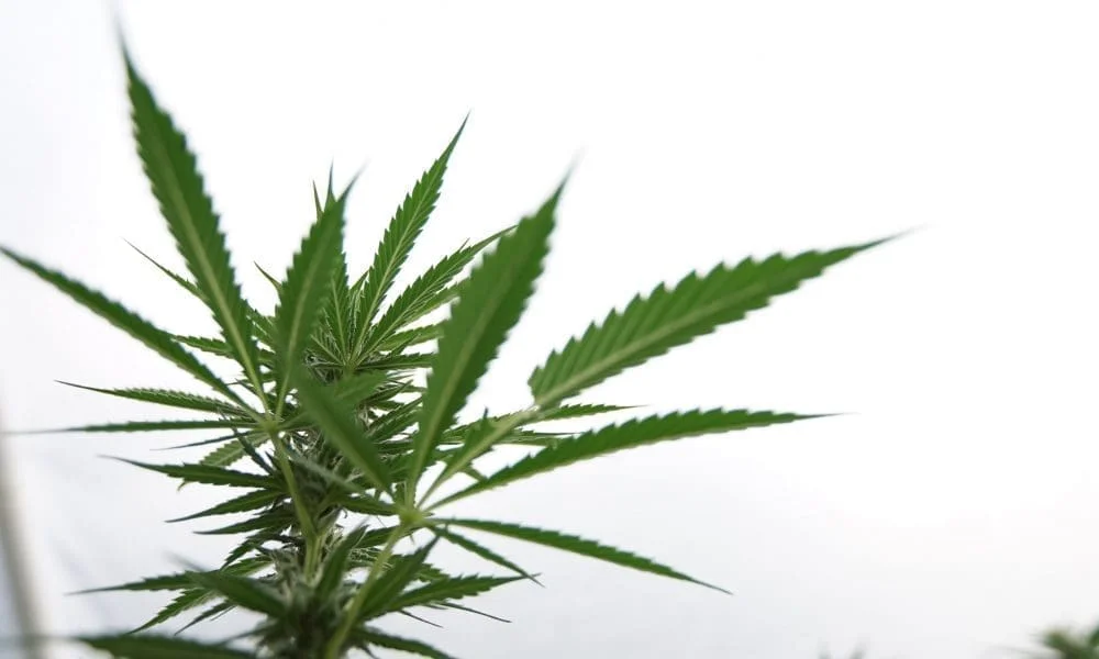 "Record High: 70% Support Marijuana Legalization, Including Republicans, Gallup Poll Reveals"