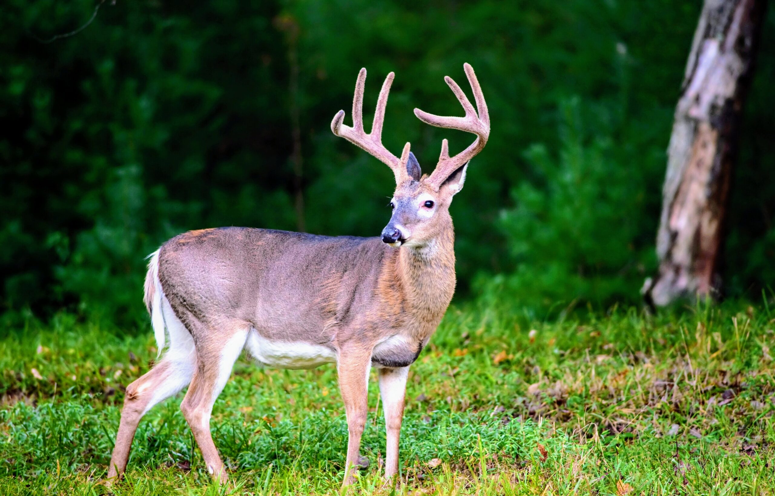 Featured image for Deer blood combats Lyme disease.