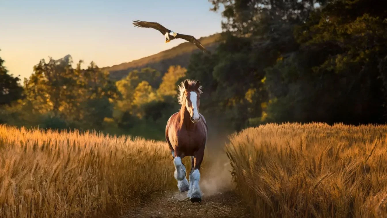 Budweiser’s 150th Super Bowl ad pulls at viewers’ heartstrings with a horse-and-eagle moment