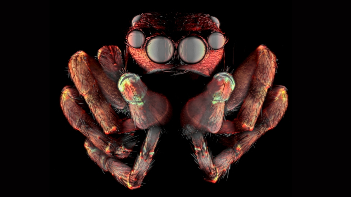 Featured image for Nikon Small World 2025: Stunning Microscopic Images Unveiled