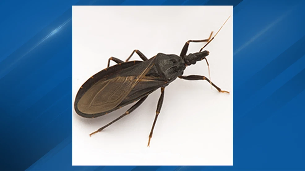 Featured image for Kissing Bugs and Chagas Disease Now Endemic in Multiple U.S. States