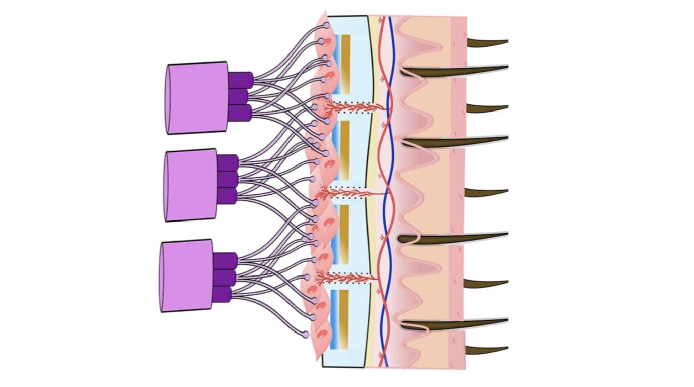 Featured image for Revolutionary Brain Implant Device Restores Function in Paralyzed Limbs