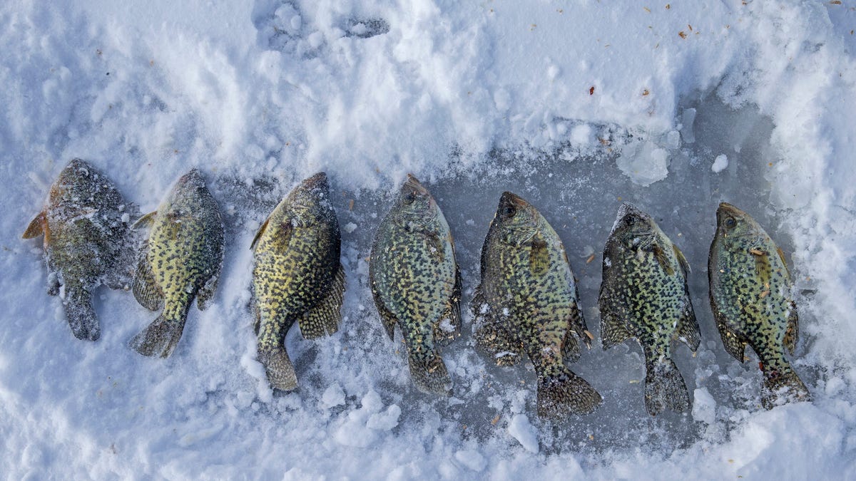 "Cheating Angler's Record Crappie Disqualified for Weight Tampering"