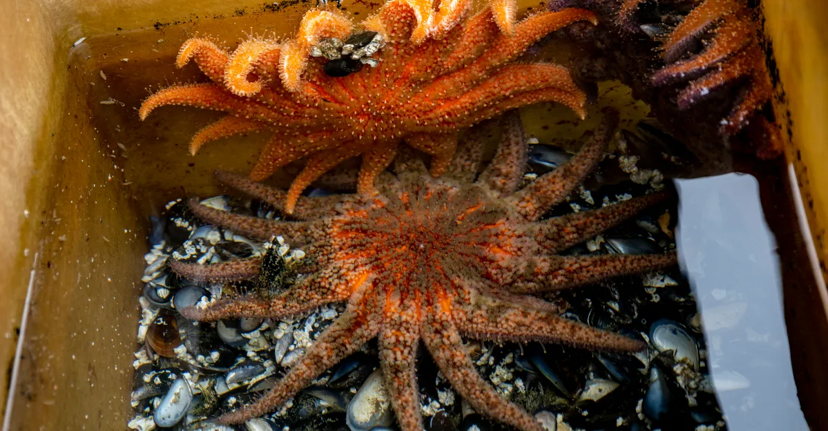 Featured image for Scientists Identify Bacterial Cause Behind Massive Sea Star Die-Off