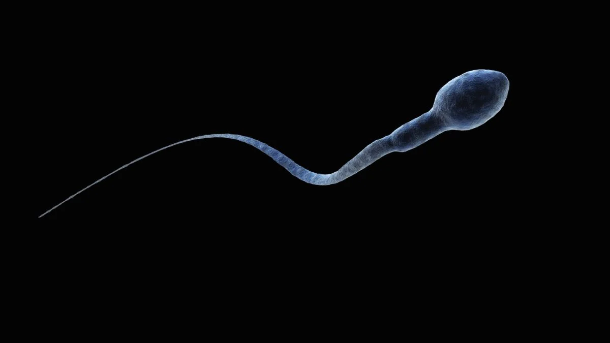 Sperm Lose Direction in Microgravity, Raising Spaceflight Reproduction Concerns