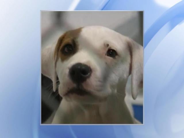 Featured image for "Deadly Dog Flu Outbreak Forces Wake County Animal Center to Temporarily Shut Down"