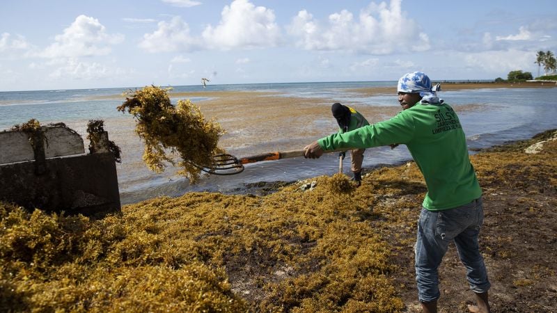 Featured image for "Massive Seaweed Blob Threatens Florida's Beaches and Tourism Industry"