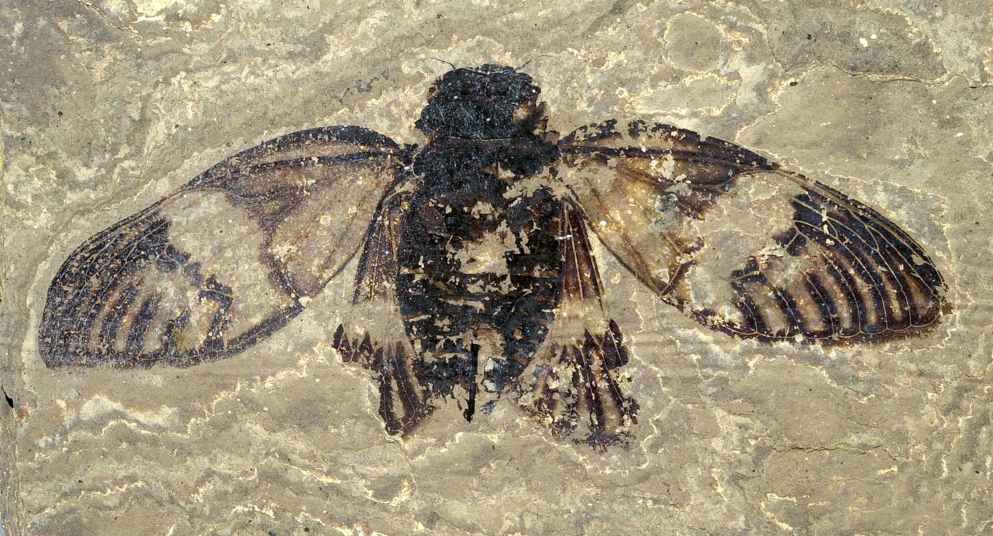 Featured image for Europe's Oldest True Cicada Discovered, Dating Back 47 Million Years