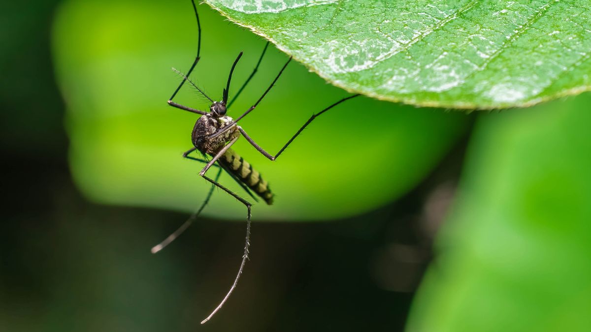 "Natural Mosquito Repellent: 9 Plants for Your Yard"
