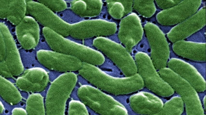 Featured image for Flesh-eating bacteria claims fifth Louisiana victim this year