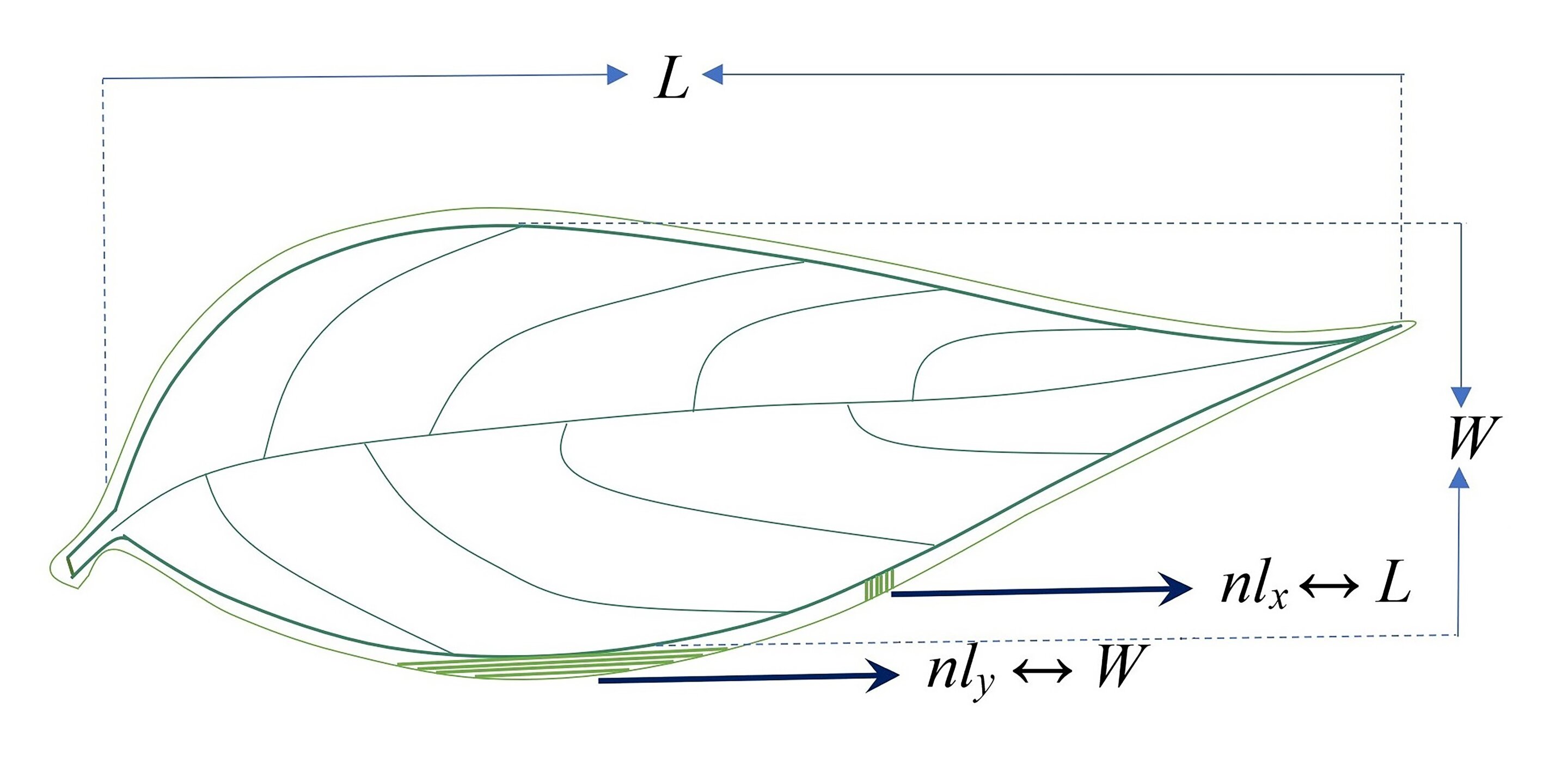 Featured image for "Unraveling the Intriguing Linkage Between Black Hole Entropy and Plant Leaf Complexity"