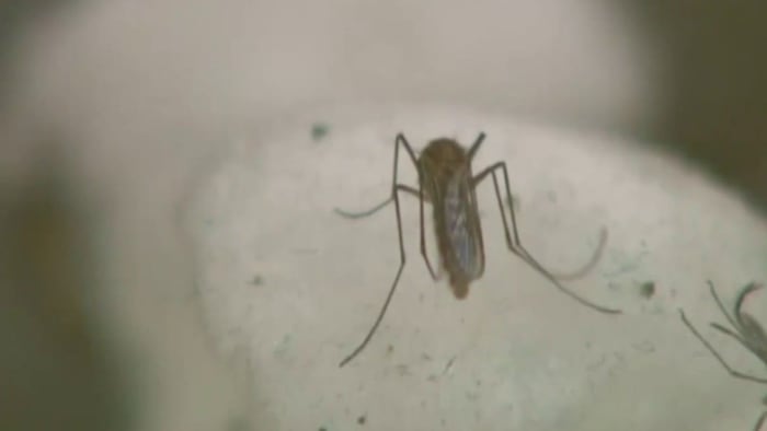 Featured image for First 2024 West Nile Mosquito Found in Harris County, Spraying Scheduled