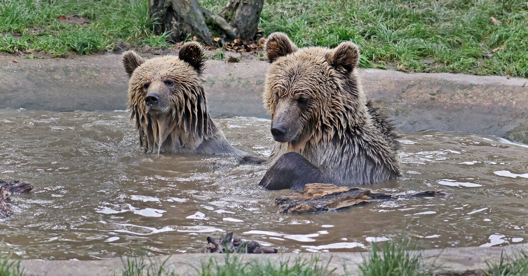 Featured image for Two Bears Escape Devon Enclosure and Devour Honey