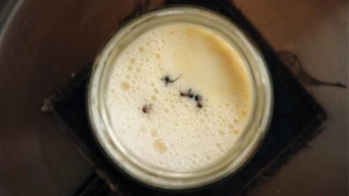 Featured image for Scientists Revive Bulgarian Ant Yogurt Recipe for Gourmet Dining