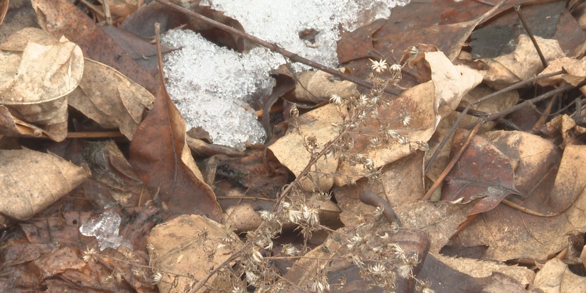 Featured image for "Escalating Spread of Rare Fungal Infection in Northcentral Wisconsin"