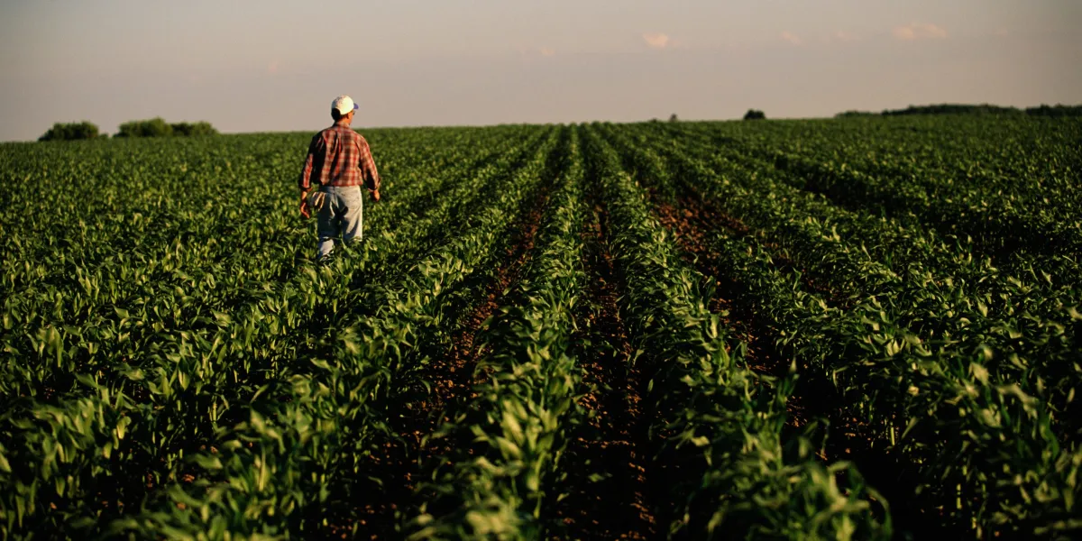 Featured image for Rural America Faces Economic Crisis Amid Falling Crop Prices and Rising Debt