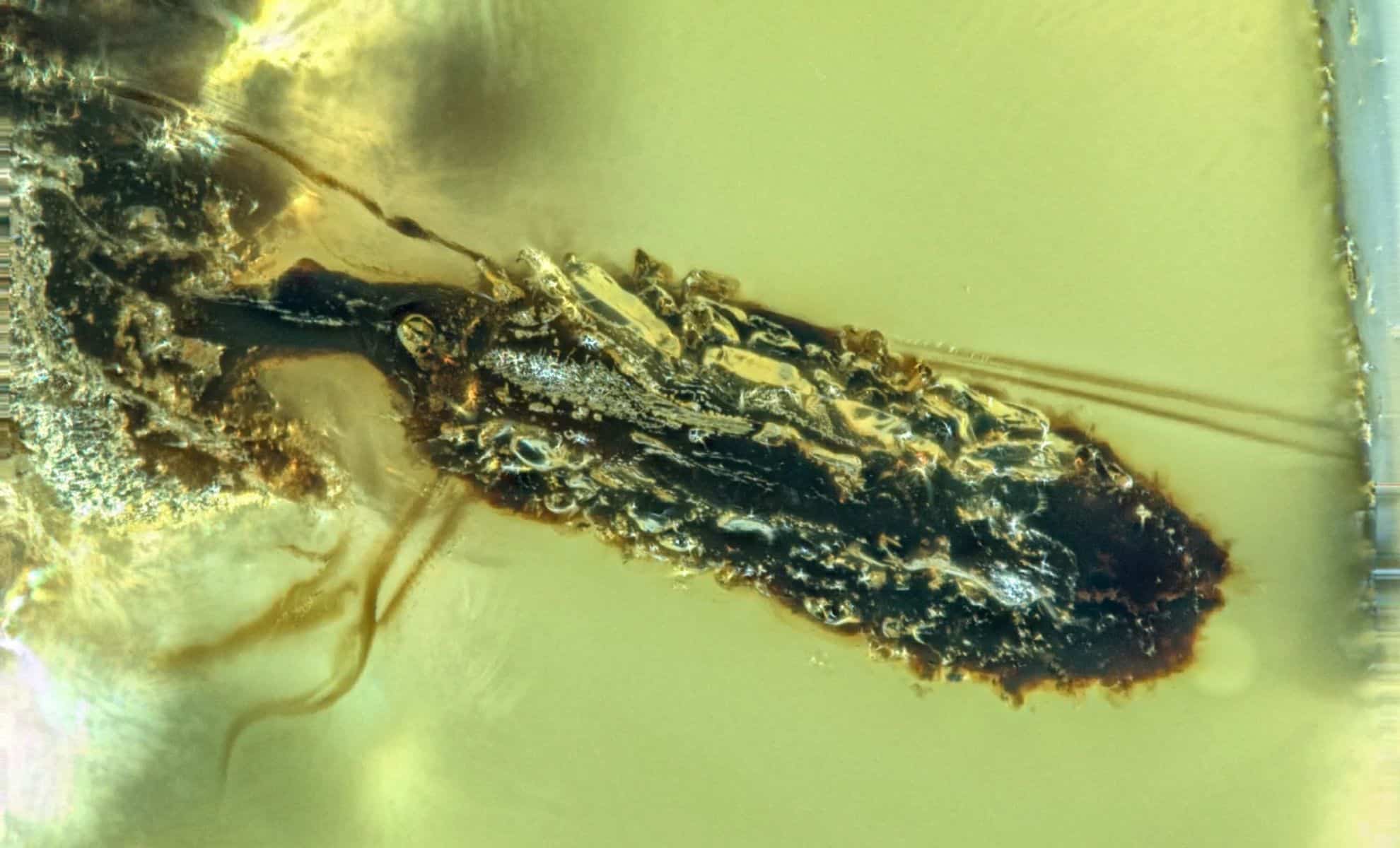 Featured image for Ancient Amber Fossils Uncover 99 Million-Year-Old Parasite and Fungal Infections in Insects and Dinosaurs