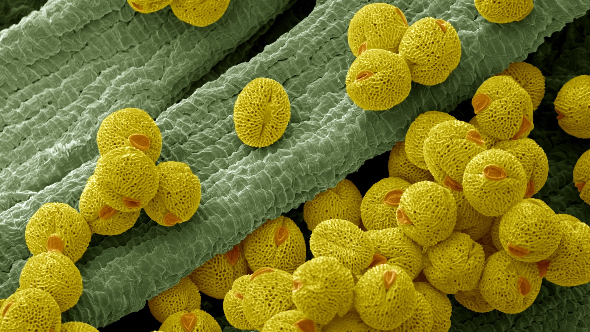 Featured image for Scientists Explore Pollen-Based Paper and Sponges