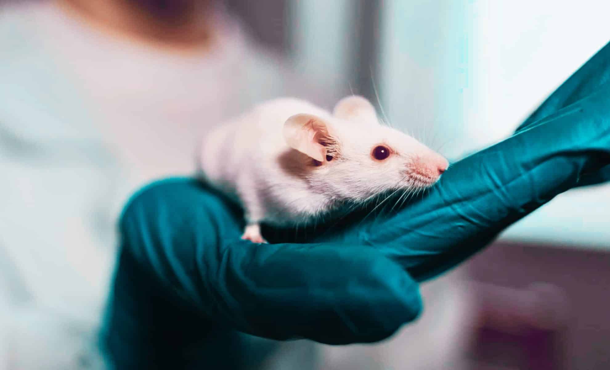 Ancient Human DNA Injected into Mice Yields Surprising Results