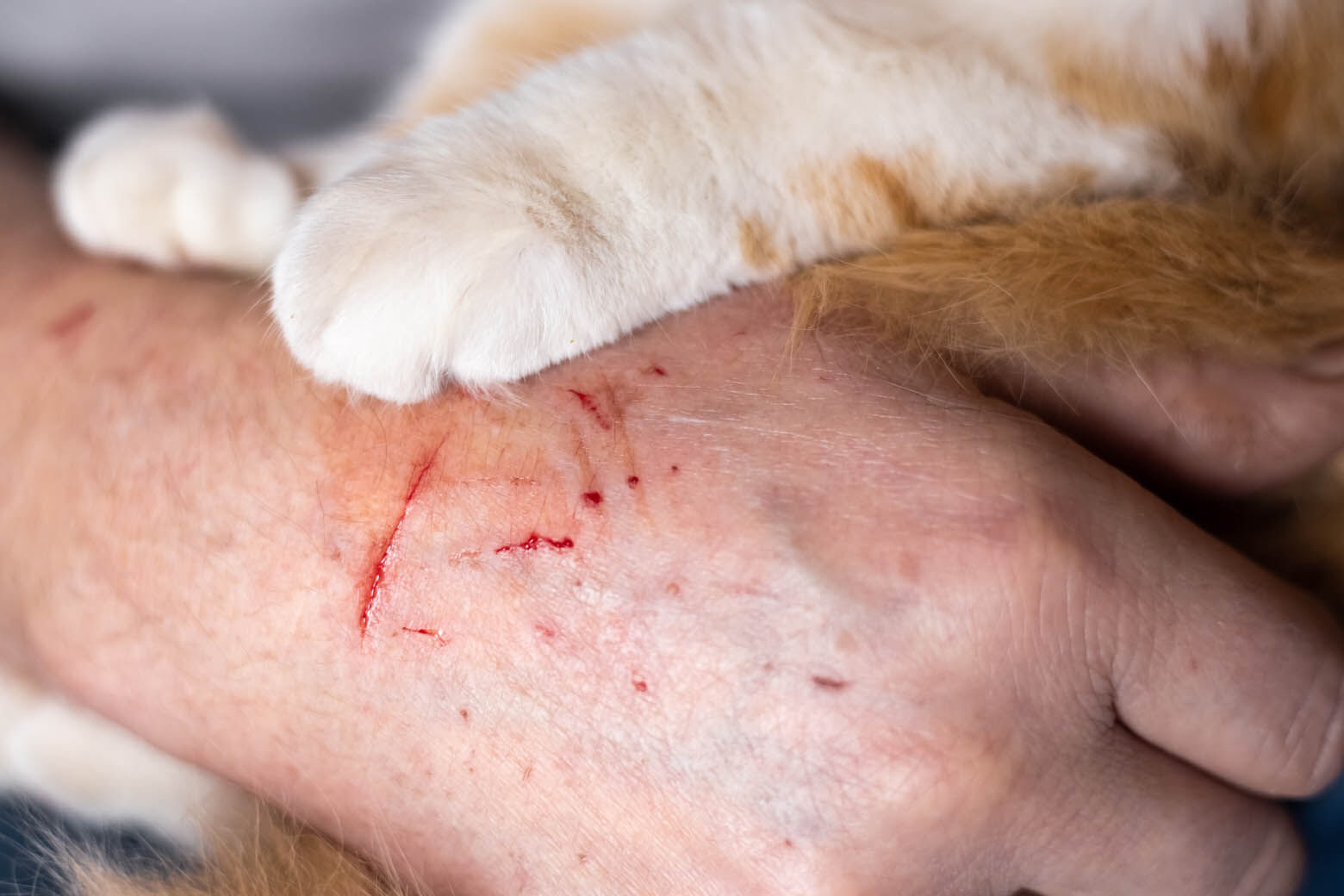 Featured image for Rabies Exposure Linked to Cats at Loudoun Co. Shopping Center, Health Dept. Warns