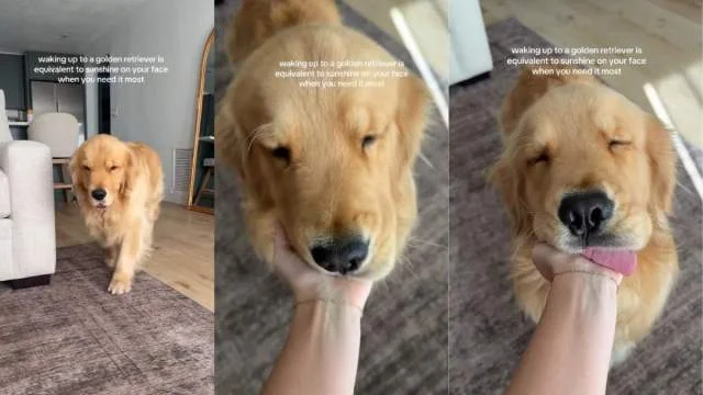 Morning Sunshine: Golden Retriever Wake-Up Goes Viral