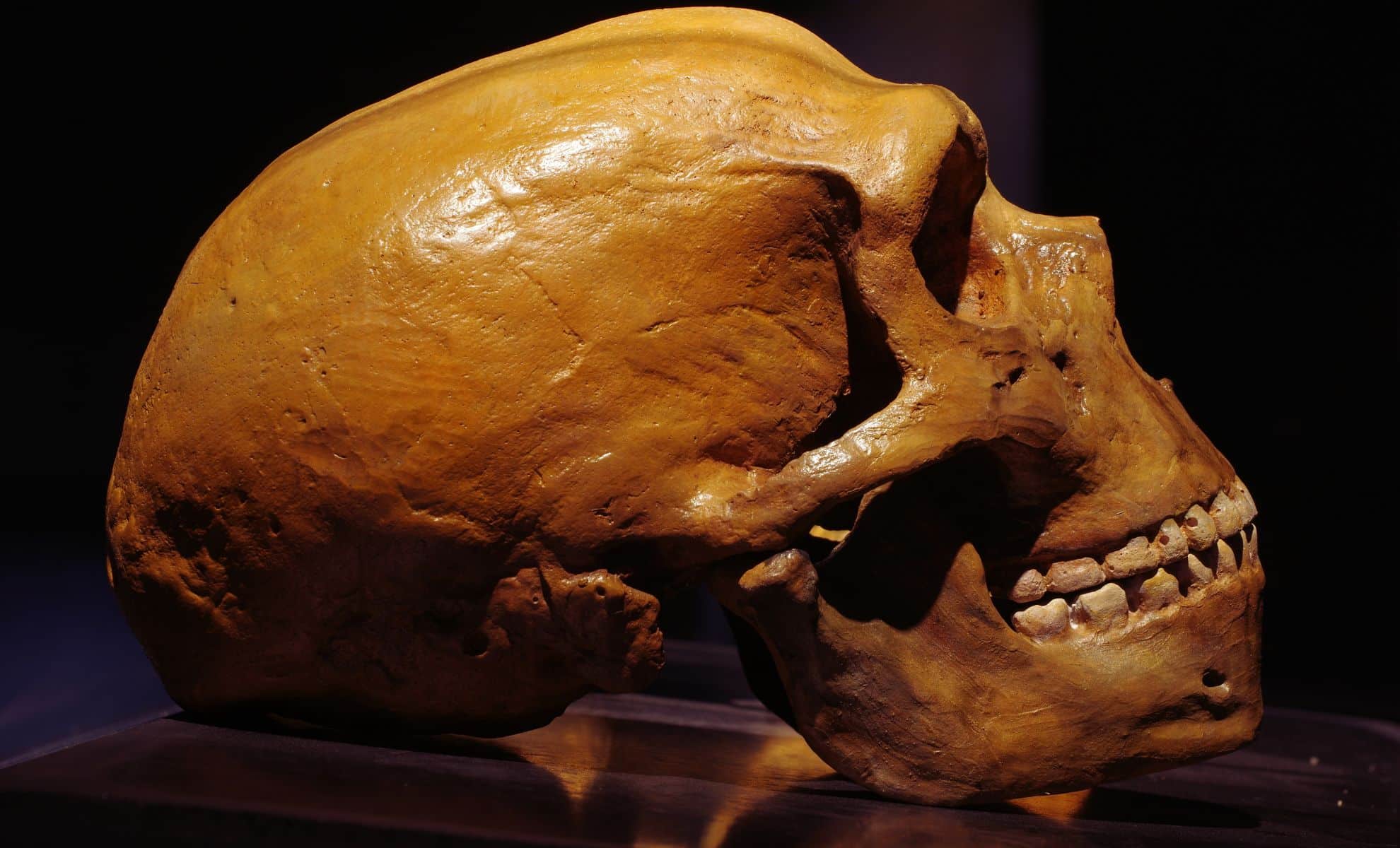 Featured image for Ancient Human Males Were Significantly Larger Than Females