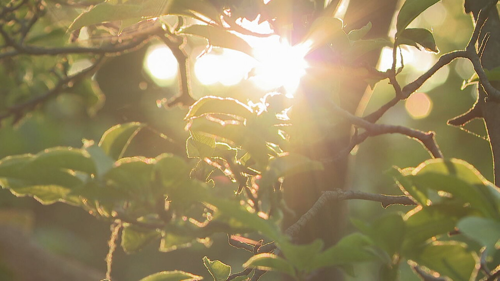 Allergy season woes: Causes and explanations.