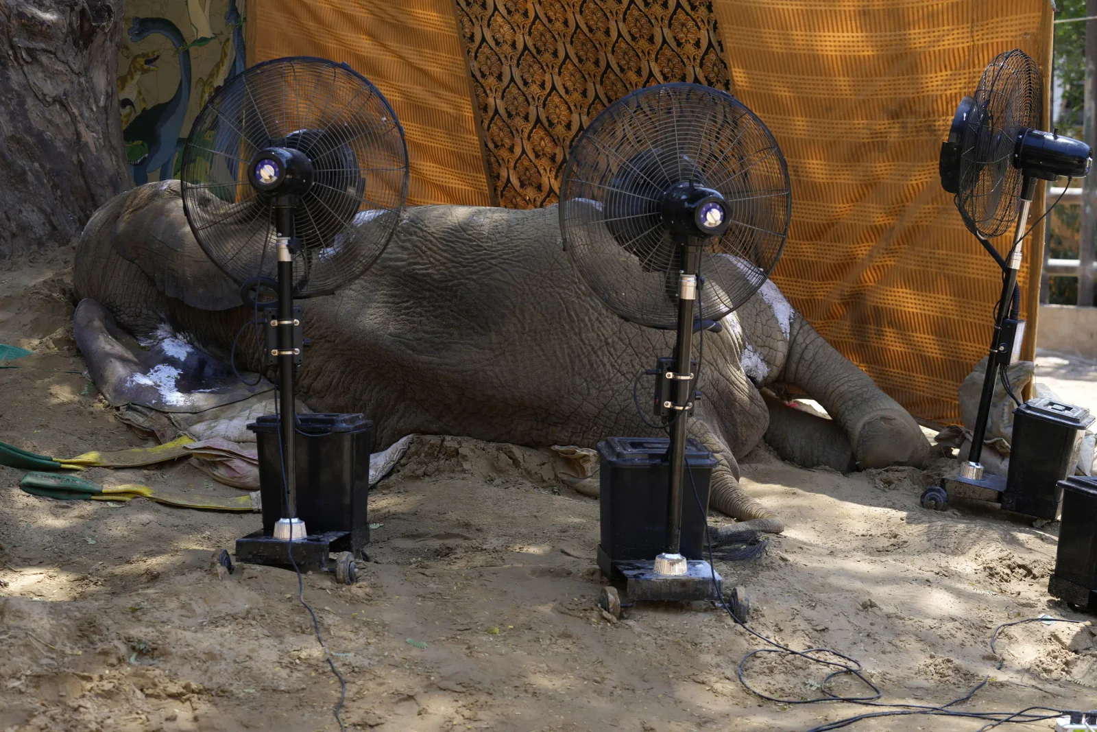 Tragic End for Elephant at Pakistani Zoo.