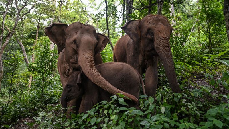Study reveals alarming loss of Asian elephant habitat due to human activities.