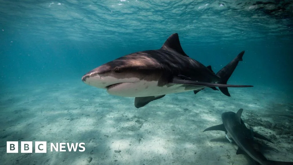 Rainy-season surge puts Sydney beaches in shark spotlight