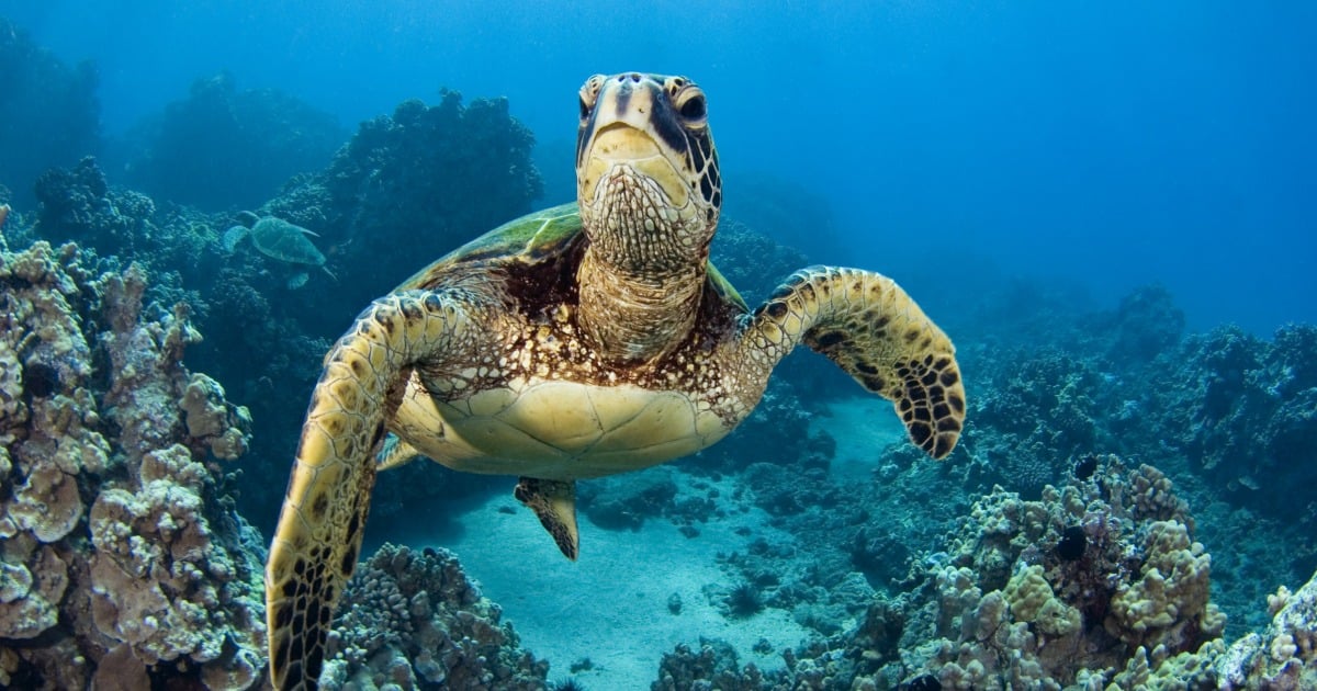 Featured image for Tragedy Strikes: Fatalities and Hospitalizations Surge After Consumption of Sea Turtle Meat on Zanzibar’s Pemba Island